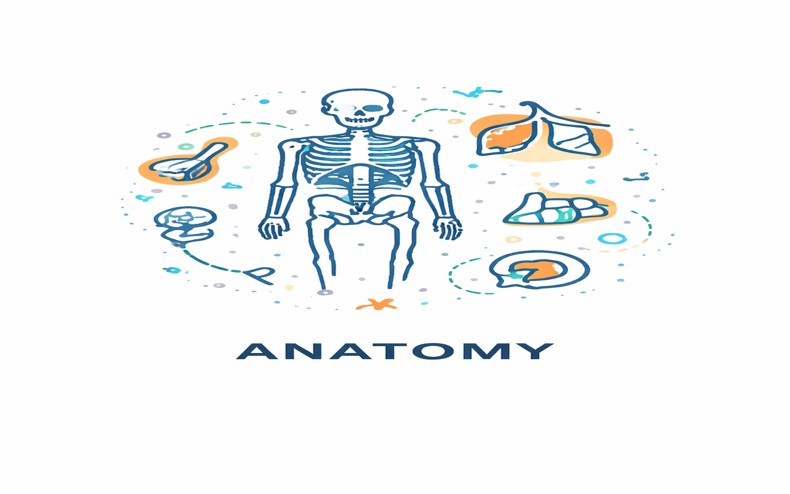 Anatomy